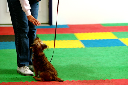dog sits in obedience class and waits for treat